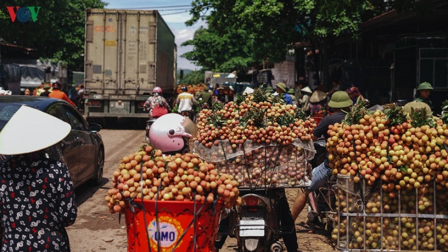 Vải thiều Lục Ngạn được mùa, được giá