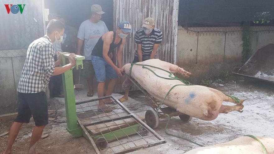 Thanh Hóa hỗ trợ gần 489 tỷ đồng do ảnh hưởng dịch tả lợn châu Phi