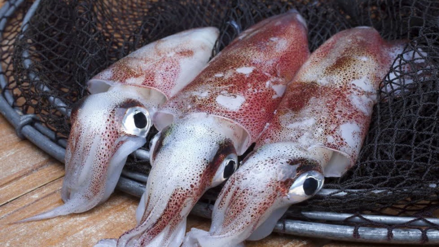 Hàn Quốc là thị trường nhập khẩu mực, bạch tuộc lớn nhất của Việt Nam