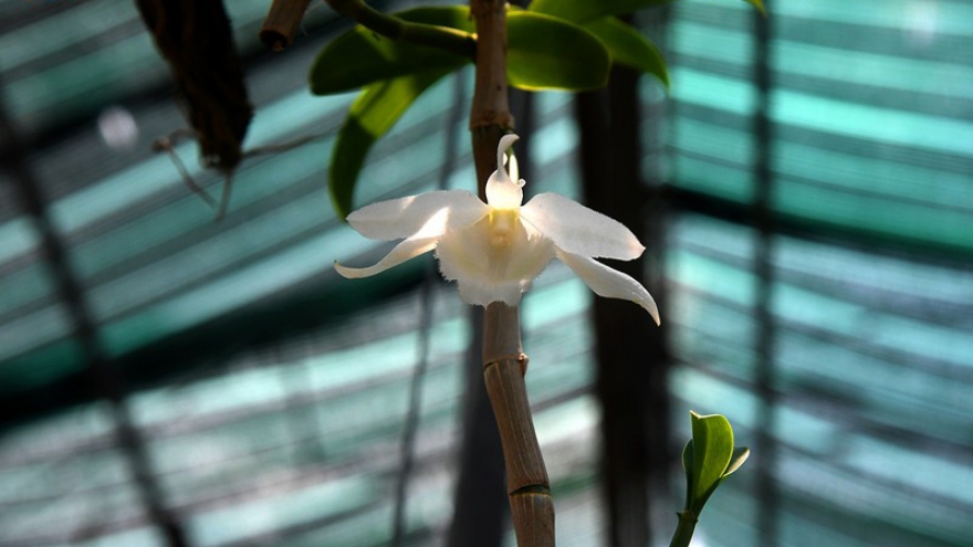 "Đột nhập" vựa hoa lan lớn nhất Hà Nội xem những giò lan tiền tỉ