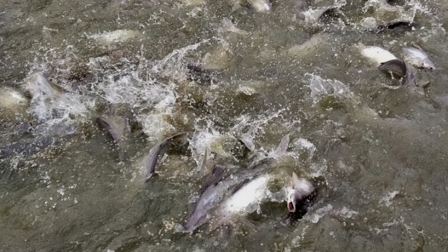 Nông dân còn tồn hàng trăm tấn cá tra quá lứa