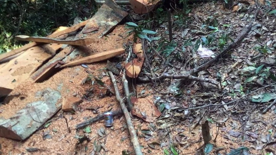 Lâm tặc liên tục chặt phá rừng lim tại Lâm trường Trường Sơn