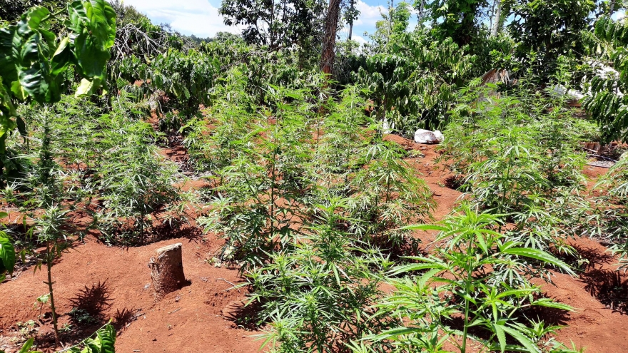 Trồng cần sa trong rẫy cà phê để tránh bị phát hiện