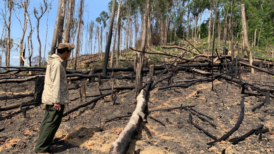 Nạn phá rừng ở Đắk Lắk diễn biến rất phức tạp