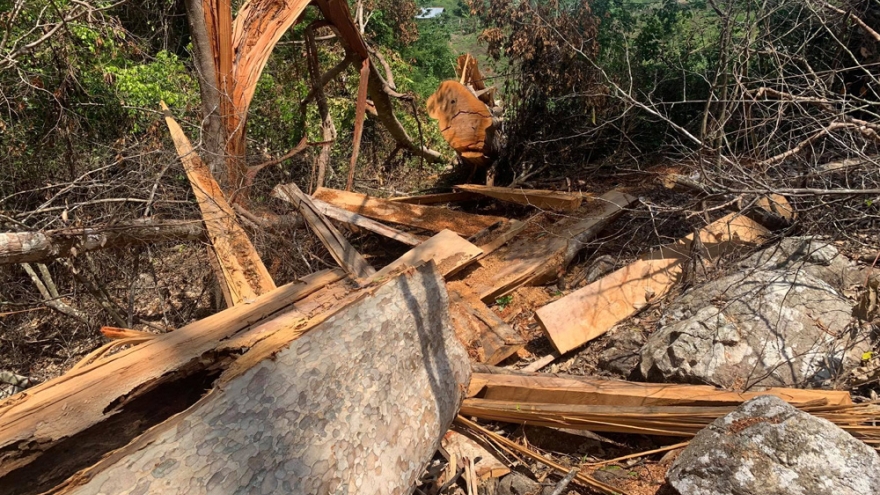 Tạm giữ 6 đối tượng để điều tra vụ phá rừng 103 m3 gỗ ở Kbang