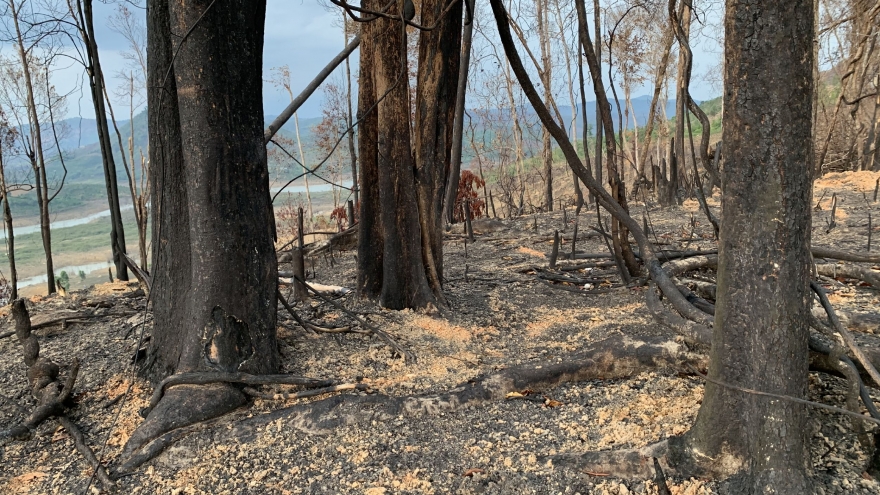 Vụ phá rừng ở Đắk Lắk: Chỉ đạo Công an vào cuộc điều tra