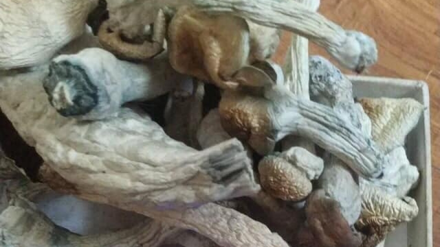 Tạm giữ hình sự nam thanh niên bán nấm ma túy ở Hà Nội