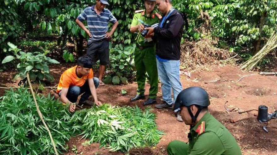 Trồng 539 cây cần sa "để phục vụ chăn nuôi gia cầm"