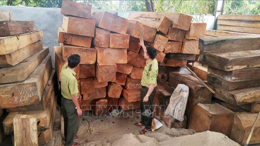 Bắt giữ 7 đối tượng liên quan đến vụ phá rừng tại huyện Kbang