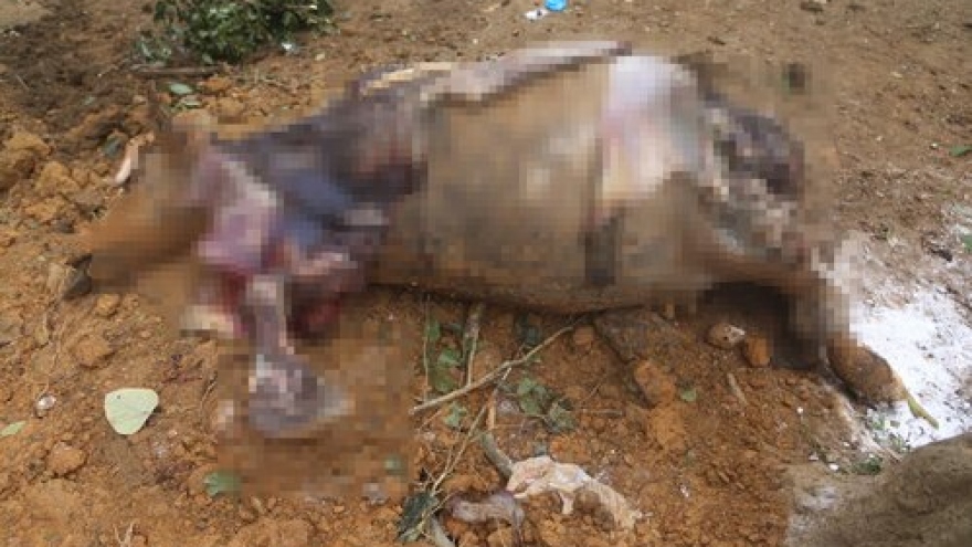 Điều tra vụ cả đàn trâu đang khoẻ bỗng chết hàng loạt ở Hà Nội