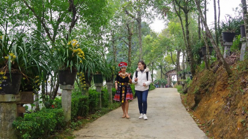 Sau “bão” ma túy, bản người Mông thành nơi trồng địa lan và làm du lịch