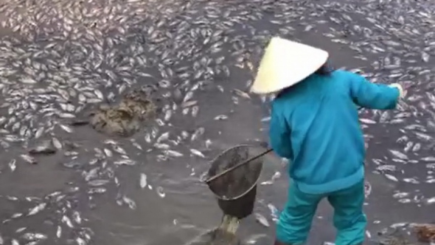 Cá chết hàng loạt nổi trắng hồ Trạm ở thành phố Đồng Hới