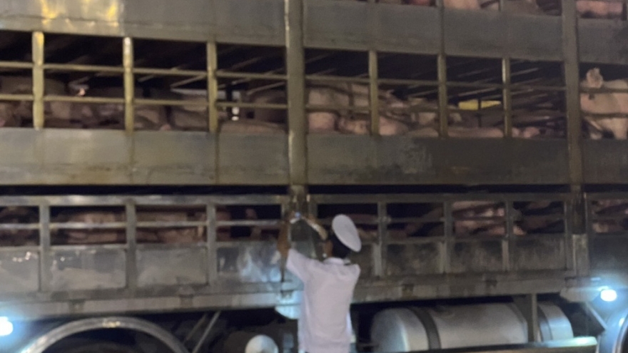 500 con heo thịt nhập khẩu đầu tiên từ Thái Lan về tới Đồng Nai