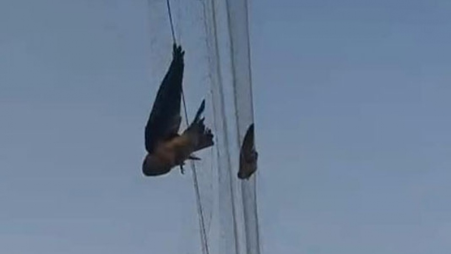 Giăng lưới tận diệt chim trời, diệt luôn chim yến