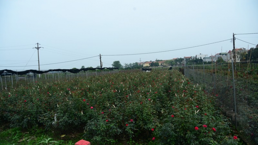 Cho phép mỗi gia đình ở Hạ Lôi có 1 người ra đồng thu hoạch hoa