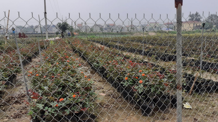 “Bão”Covid-19 ảnh hưởng lớn đến làng hoa Hạ Lôi