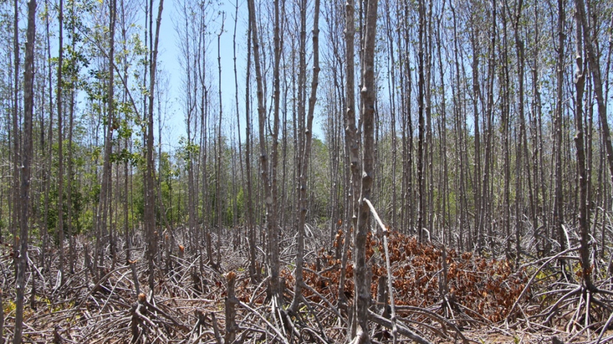 Rừng phòng hộ ven biển Sóc Trăng chết khô do xây đê biển, đắp đập?