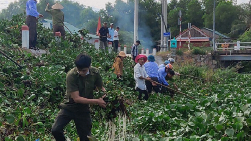 Huế ra quân vớt và xử lý bèo lục bình