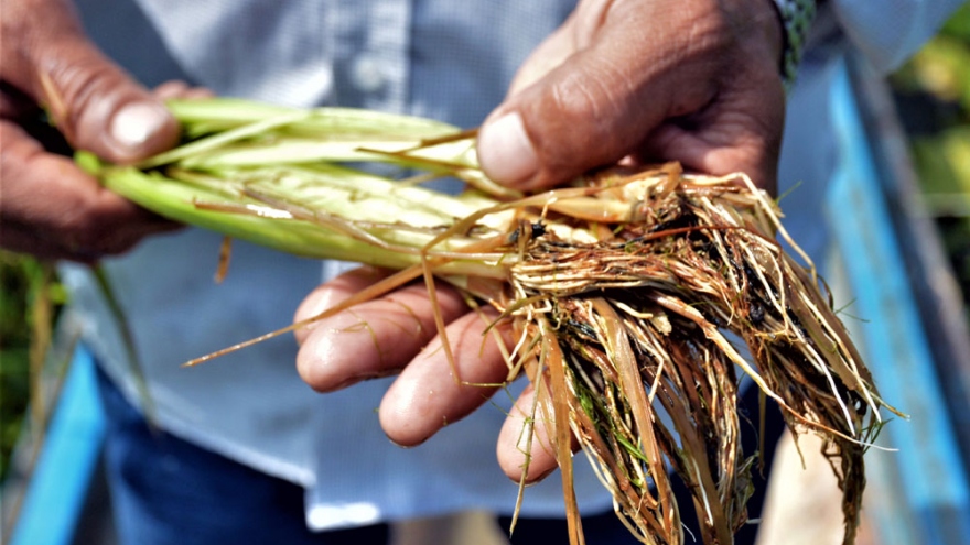 Phun thuốc diệt cỏ, lúa ở Cà Mau bị thiệt hại hàng loạt