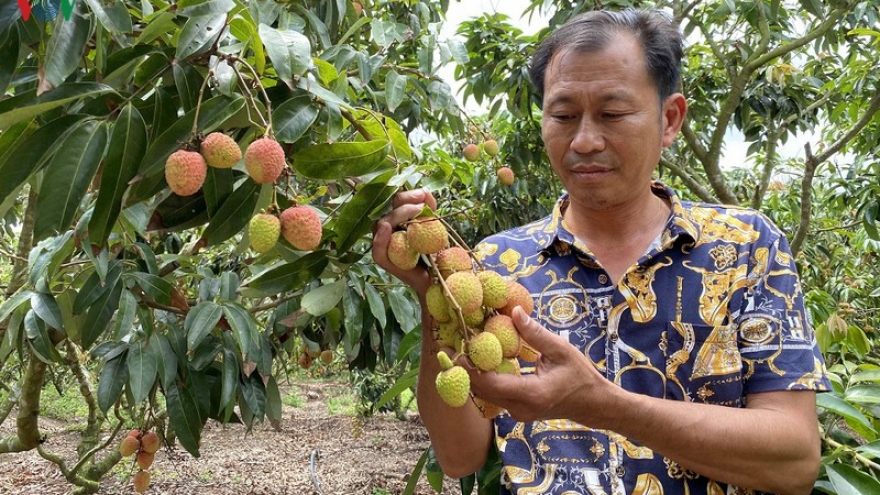 Nông dân Tây Nguyên thu hàng tỷ đồng nhờ trồng vải Lục Ngạn