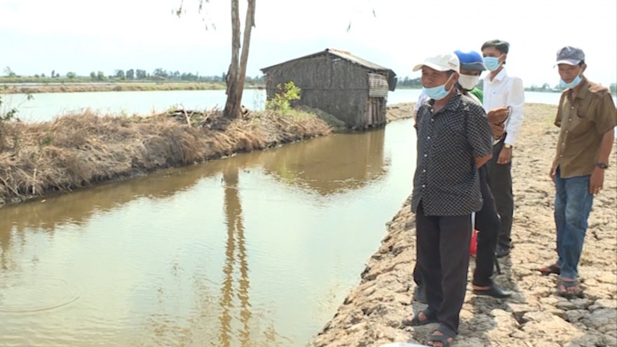 Thời tiết bất thường, người nuôi tôm thiệt hại hơn 6.200 ha