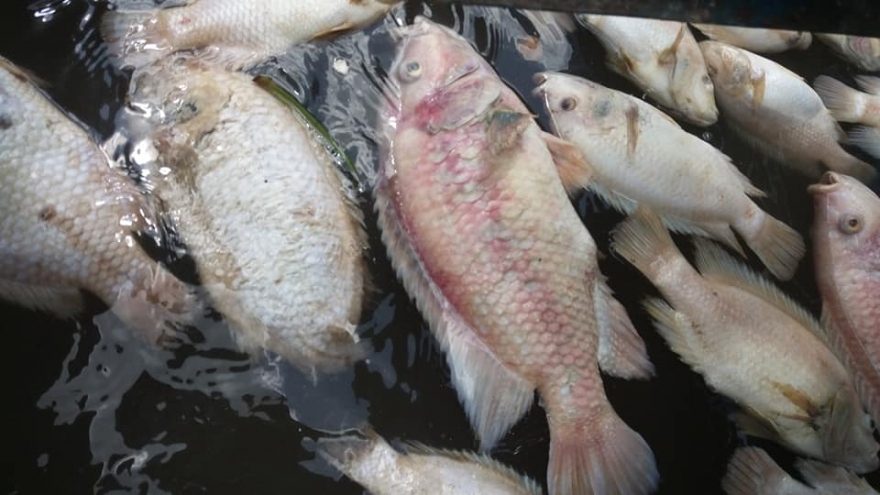 Cá bè trên sông Tiền chết nhiều khiến nhiều hộ nuôi thua lỗ