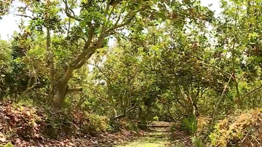 Gần 18.000 ha lúa và cây ăn trái thiệt hại do hạn mặn