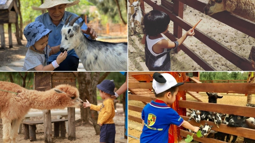 FLC Zoo Safari Park Quy Nhơn - điểm đến không thể bỏ lỡ