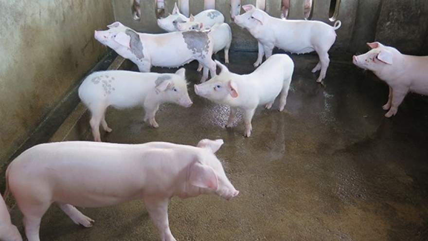Lợn giống giá cao, người chăn nuôi khó tái đàn