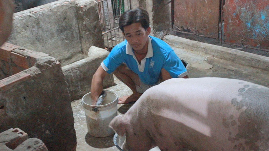 Giá lợn giống 2,5-3 triệu đồng/con, người nuôi khó tái đàn