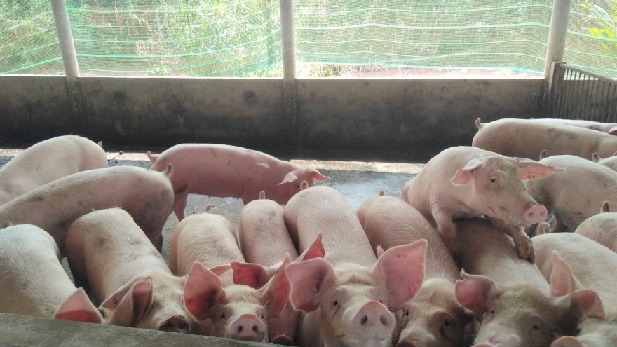 Đồng Tháp khó khăn trong việc tái đàn vì nguồn cung lợn giống khan hiếm