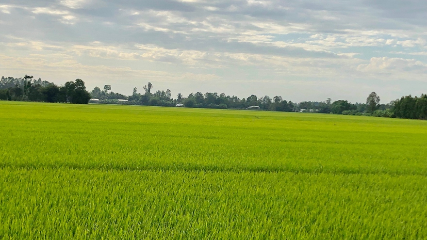 Nông dân kỳ vọng vụ lúa Hè thu tiếp tục bội thu