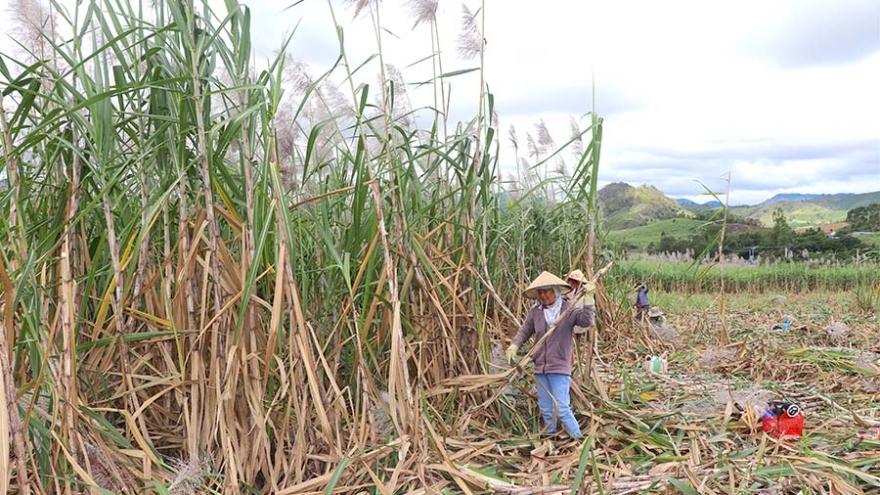 Mía Gia Lai và thách thức về hiệu quả kinh tế