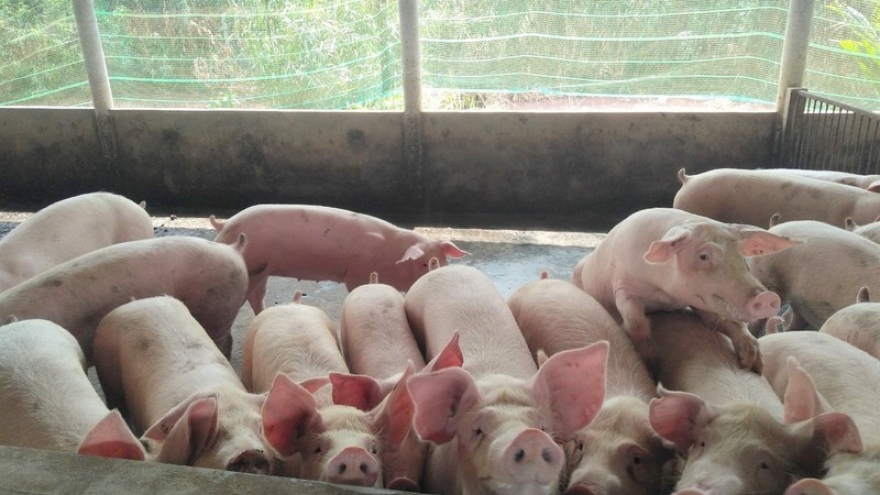 Yêu cầu tăng cường tái đàn lợn ở các địa phương