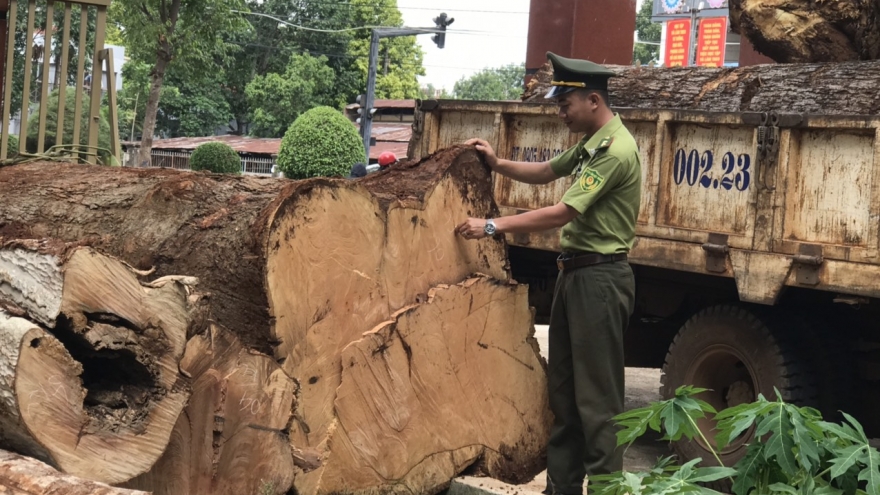 Phát hiện gần 12m khối gỗ chưa xác định được chủ sở hữu nằm ở ven đường