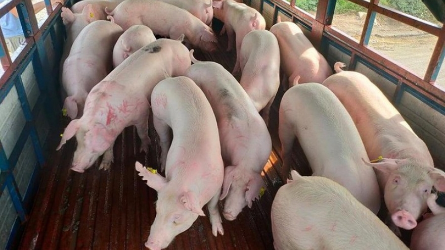 Nhập khẩu 500 lợn sống từ Thái Lan: Giá lợn hơi về Việt Nam là 70.000đ/kg