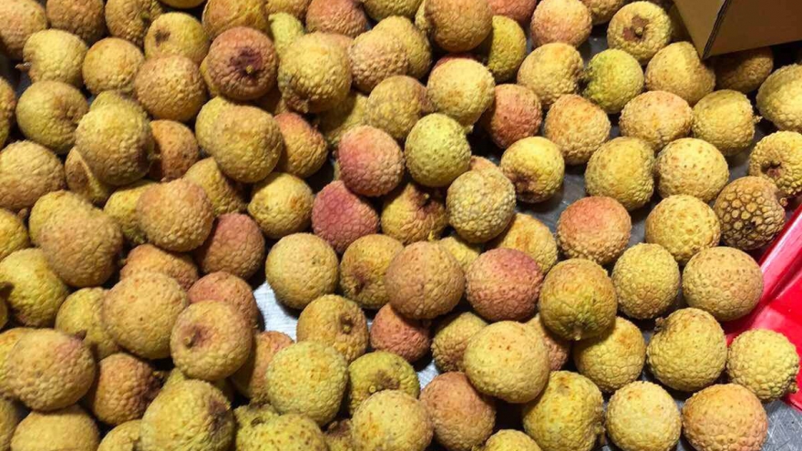 Lô vải tươi Việt Nam đầu tiên đã cập bến Nhật Bản