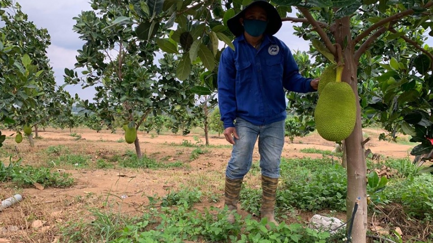 Vì đâu khôi phục rừng ở Tây Nguyên cho kết quả âm?