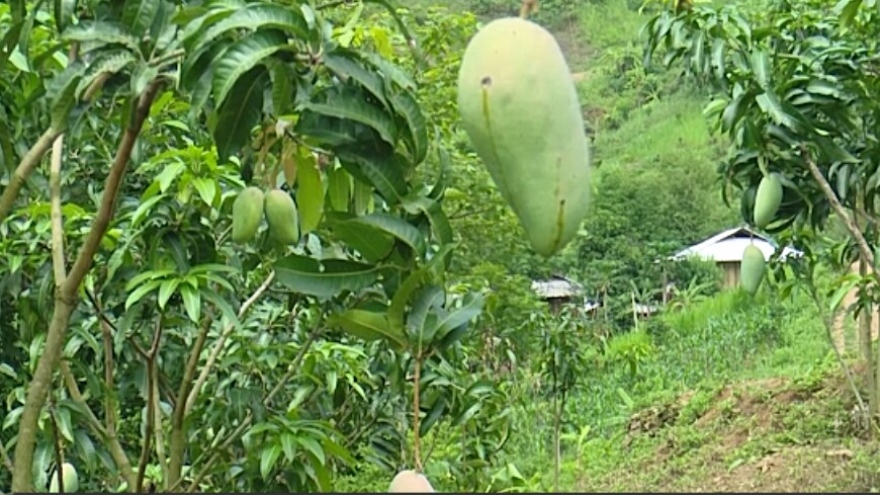 Xuất khẩu nông sản chính ngạch ở Mường La khởi sắc