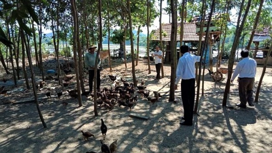 Nông dân Quảng Ngãi làm giàu nhờ chuỗi liên kết sản xuất