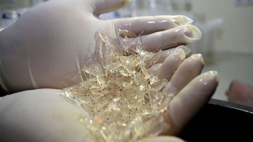 Tranh cãi quanh việc Indonesia cho phép xuất khẩu tôm hùm giống