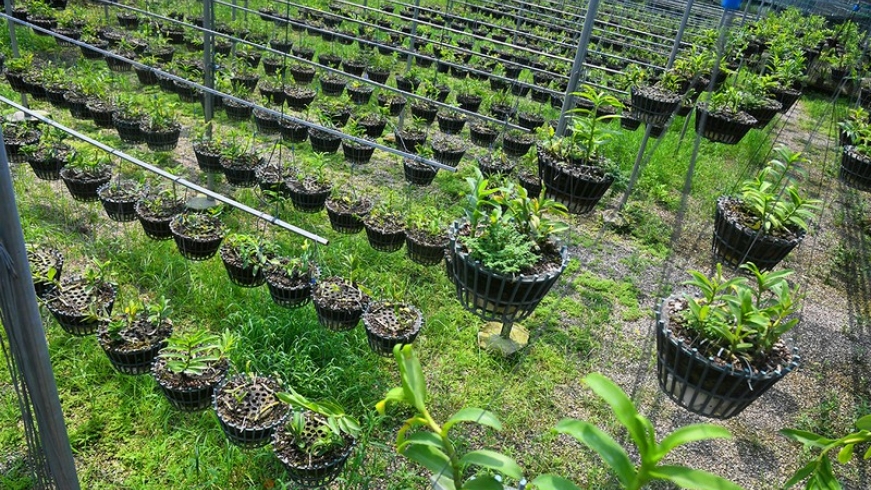 Vườn lan rừng trị giá nhiều tỷ đồng ngay tại Thủ đô