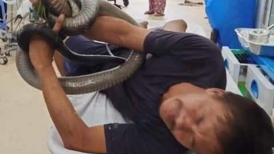 Người đàn ông vào viện cấp cứu với con rắn hổ mang chúa trên tay