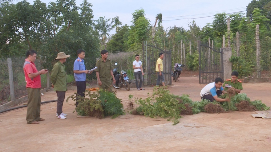 Trồng cần sa trái phép, hai chị em bị xử lý