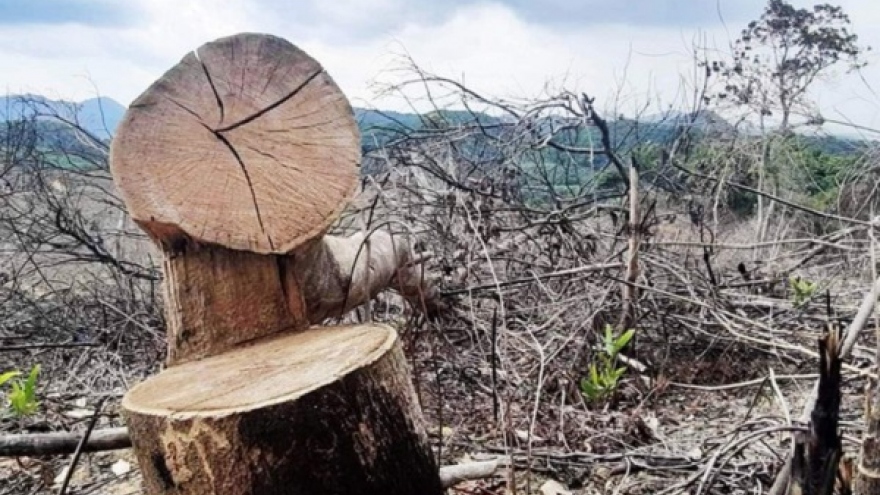 Khởi tố vụ án hủy hoại rừng tại thị xã Hương Trà ​
