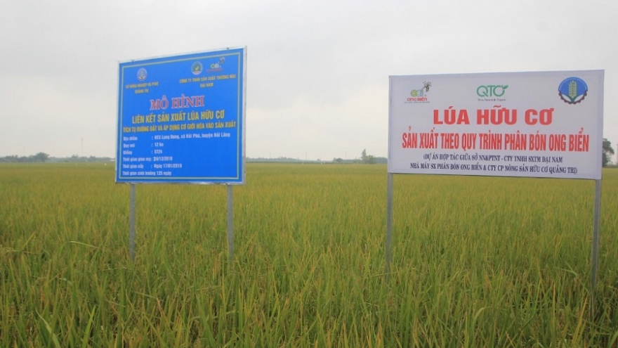 Lúa hữu cơ của nông dân Quảng Trị được mùa được giá