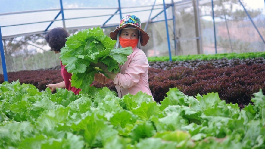 Liên kết theo chuỗi, nông sản Lâm Đồng nhẹ nhàng ứng phó dịch bệnh