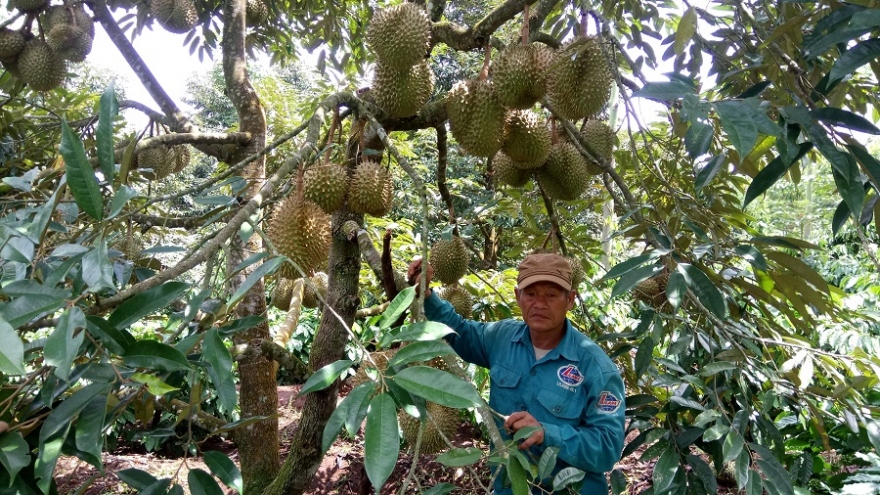 Đa canh cây trồng trong vườn cà phê thích ứng với biến đổi khí hậu