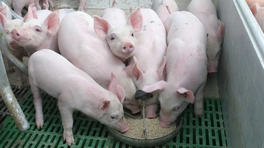 Giá lợn giống tăng cao, người nuôi tái đàn khó khăn