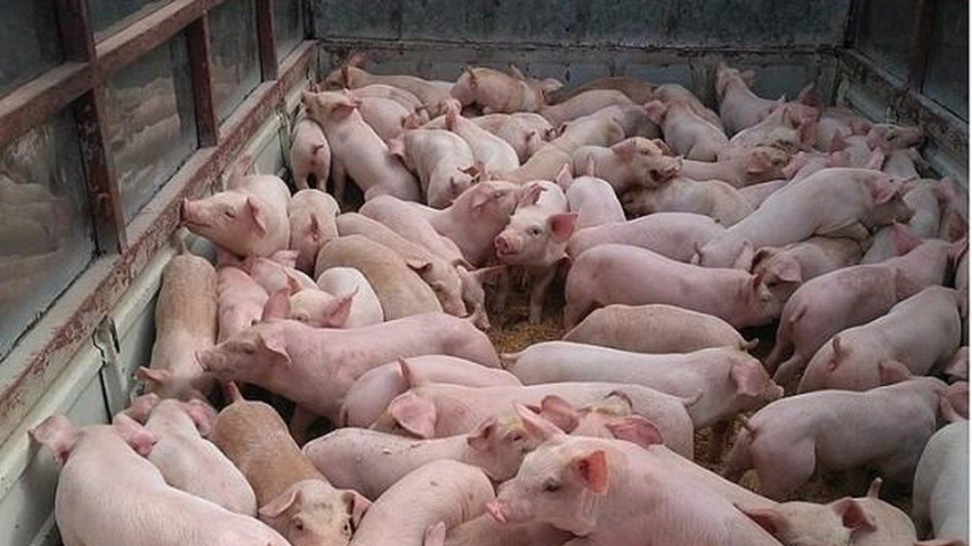 Chính thức được nhập khẩu lợn sống làm thực phẩm từ hôm nay 12/6